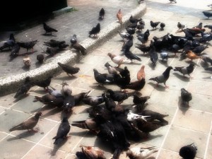 OLYMPUS DIGITAL CAMERA