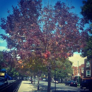 chicagohumboldtparkstreet