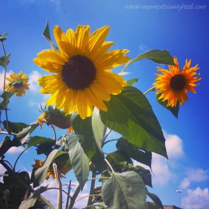 Random Sunflower in Humboldt Park area